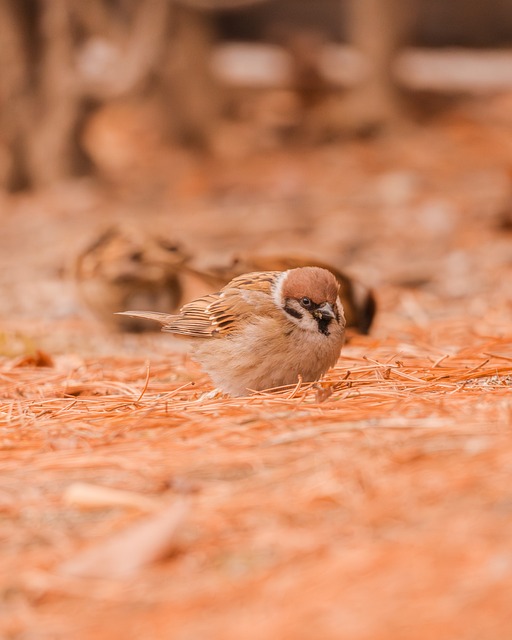 Pardal, Natureza, Animal, Inverno
