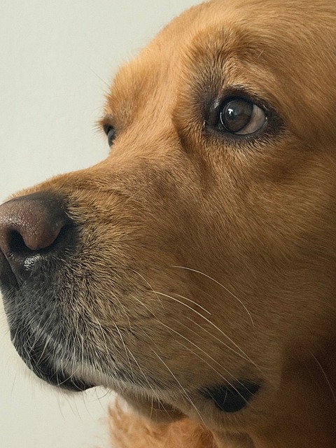 Schöner Hund, Golden Retriever