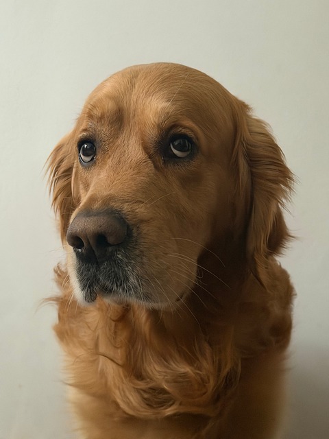 Schöner Hund, Golden Retriever