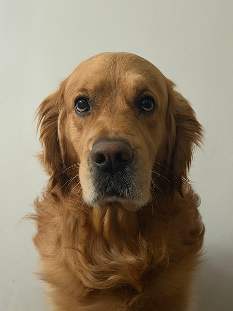 Schöner Hund, Golden Retriever