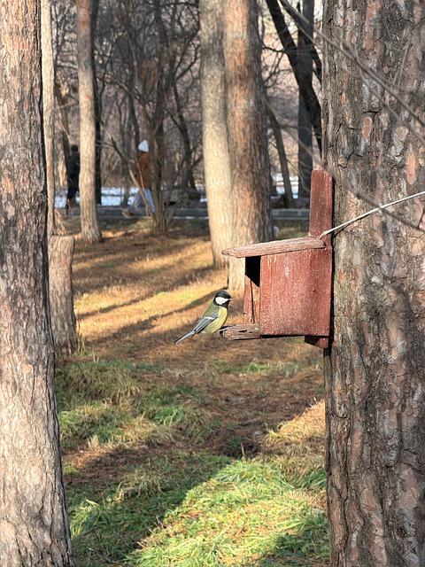 Vogel Am Futterhäuschen, Vogel Fütterer