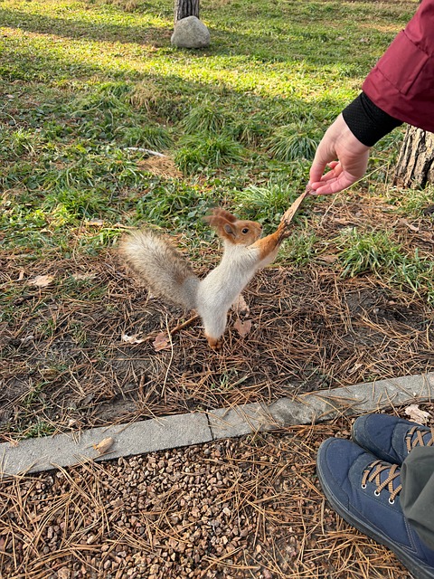 Eichhörnchen