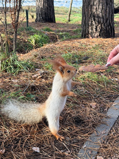 Eichhörnchen Im Park