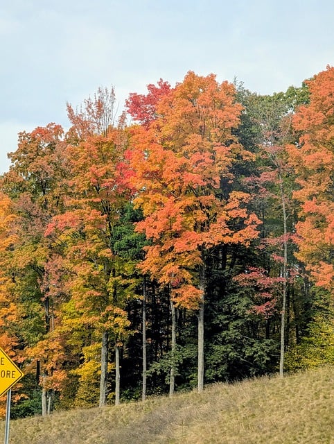 Free Country Trees photo and picture