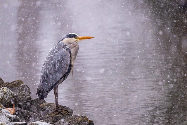 Free Bird Heron photo and picture