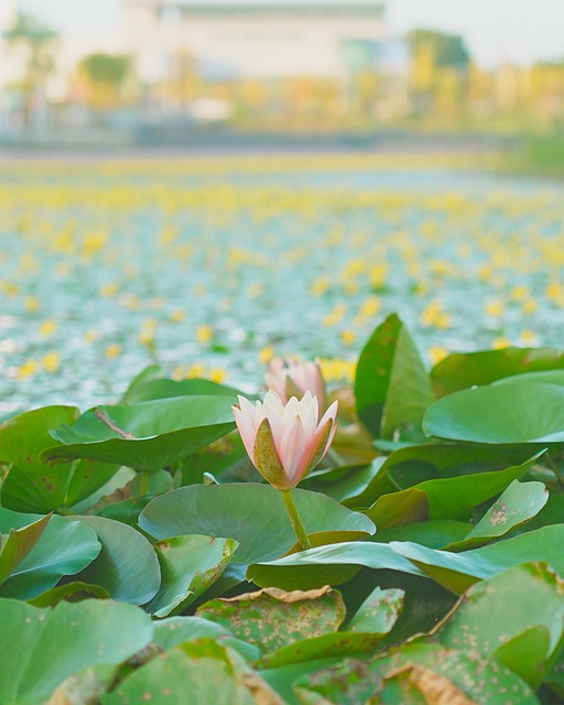 Lotus, Plantar, Lago, Outono, Natureza