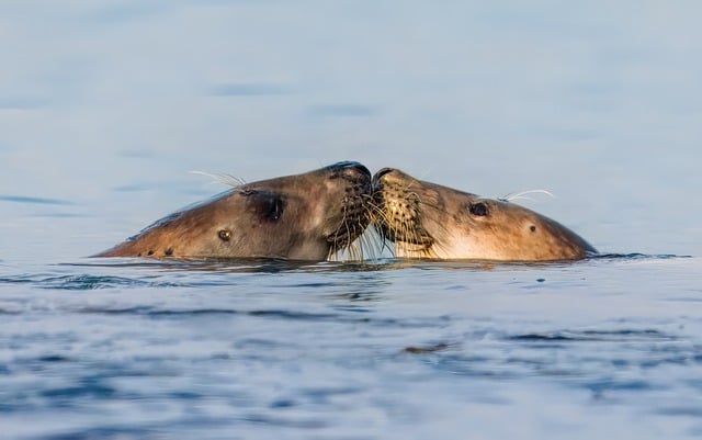 Free Seals Nature photo and picture