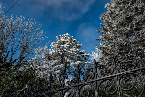 Árbol, Naturaleza, Paisaje, Invierno