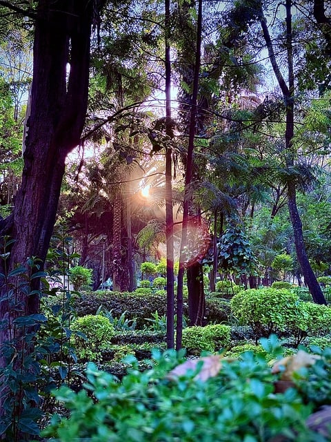 Free Nature Sunset photo and picture
