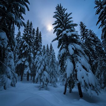 Forrest, Winter, Schnee, Natur