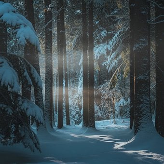 Forrest, Winter, Schnee, Natur