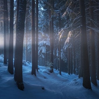 Forrest, Winter, Schnee, Natur
