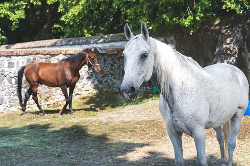 Een Paard, Wit Paard, Natuur, De Dieren