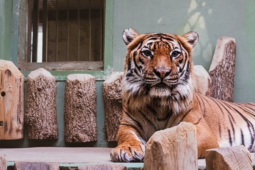 Tijger, Dierentuin, Praag, De Stad