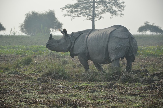 Free Rhinoceros Nature photo and picture