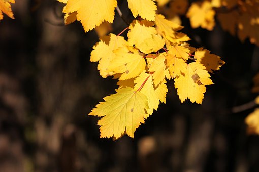 Sale De, Naturaleza, Bosque, Árbol