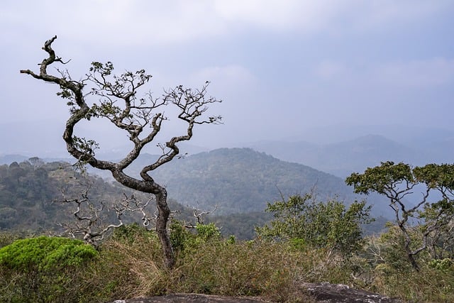 Landschaft, Baum, Natur, Berge, Bäume