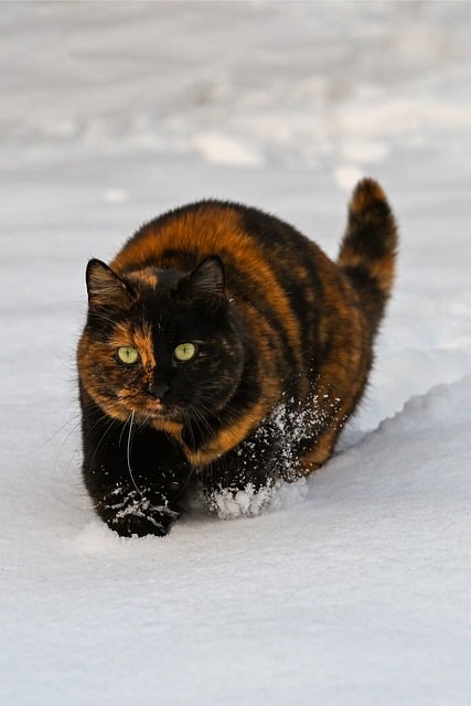 Katze, Kätzchen, Schnee, Schildkröte
