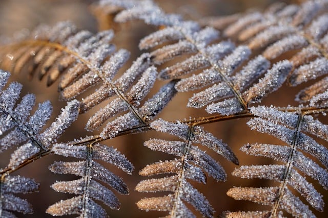 fern, leaves, nature, frozen, brown, winter
