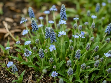 Free Spring Flowers Blue Blooms illustration and picture
