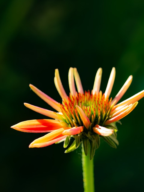 Chapéu De Sol, Fundo Flor, Flor