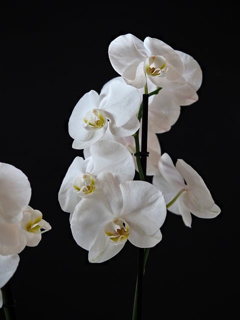 Free Orchid Nature photo and picture