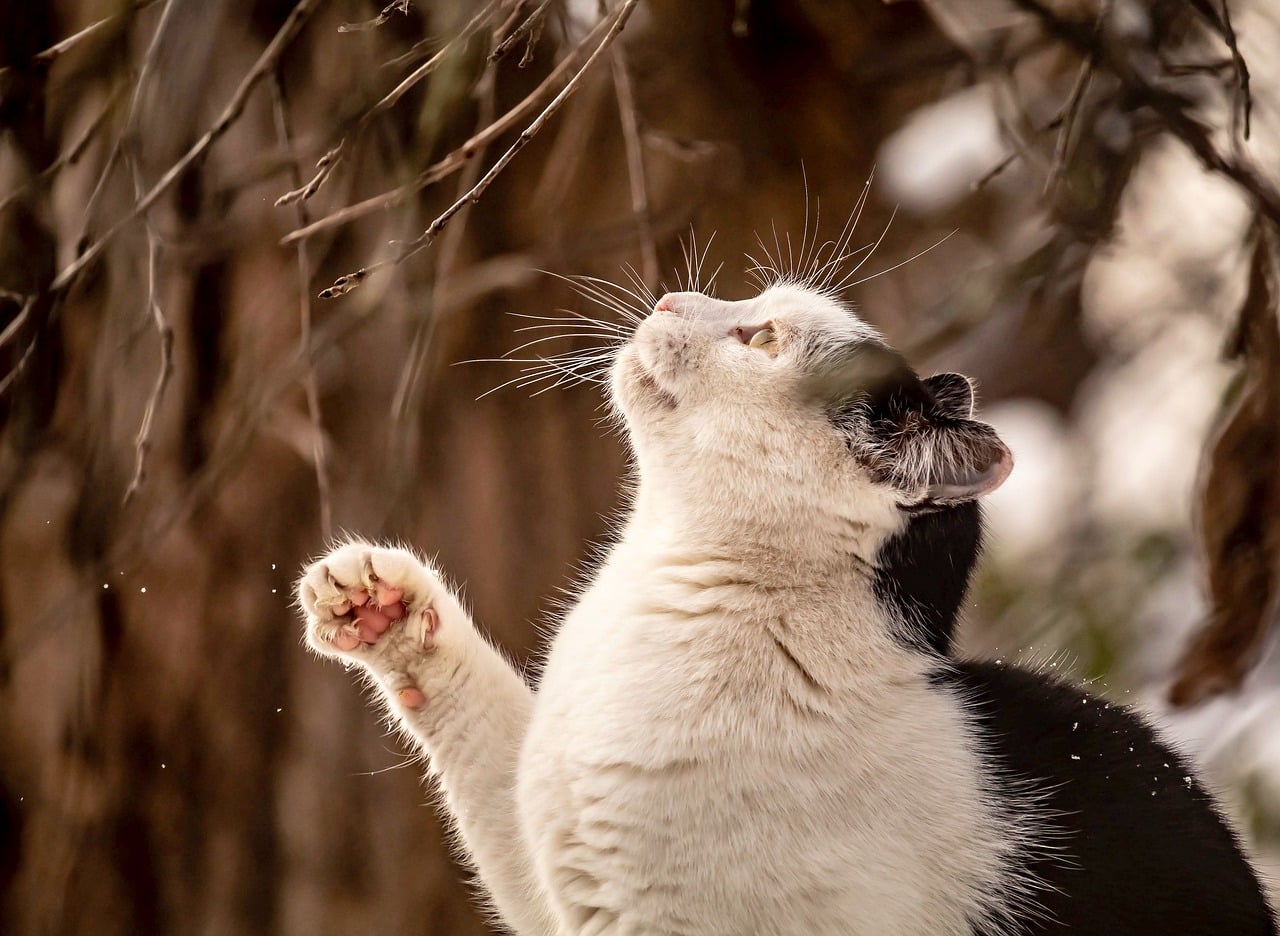 Cat - free online jigsaw puzzle photo