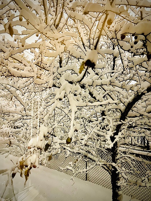 Free Winter Snow photo and picture