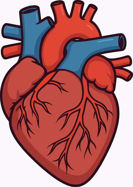 Free Human Heart Anatomical Heart photo and picture