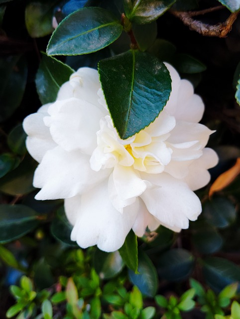 Branco, Camélia, Japão, Natureza