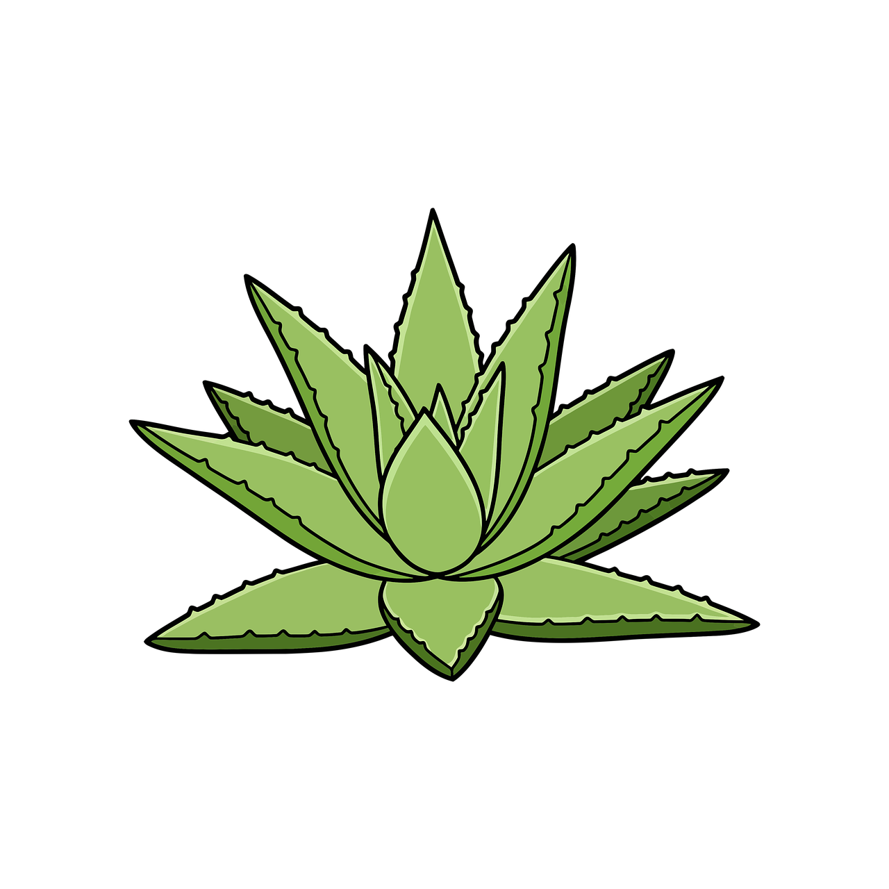 Download Aloe Vera, Drawing, Animation. Royalty-Free Stock Illustration  Image - Pixabay