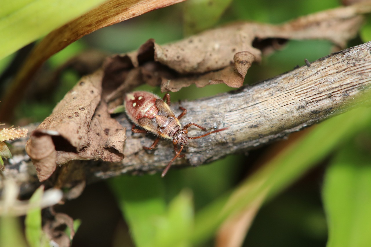 Transient Bug Bug Insect Disappear - Free photo on Pixabay