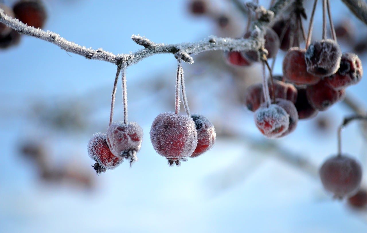 Ornamental Apples - free online jigsaw puzzle photo