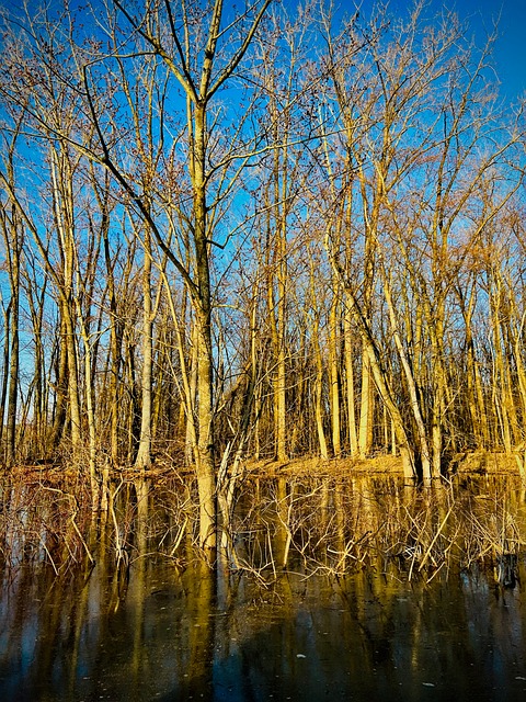 Free Forest Trees photo and picture