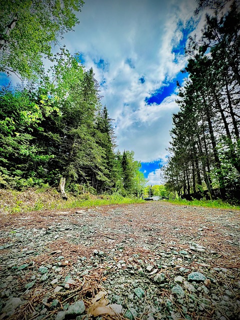 Free Forest Nature photo and picture