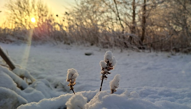 Free Snow Garden photo and picture