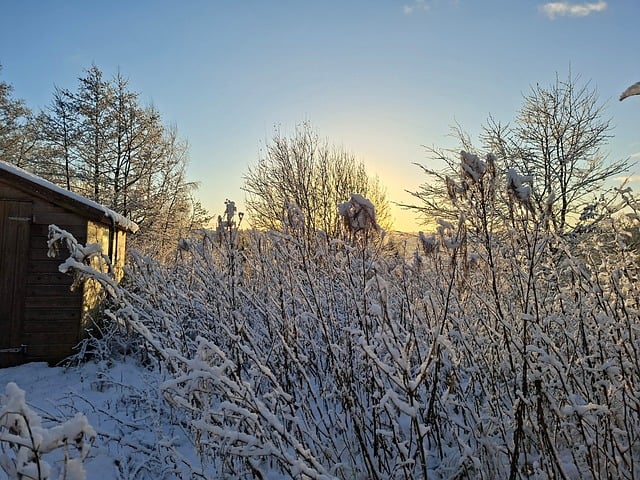 Free Trees Frozen photo and picture