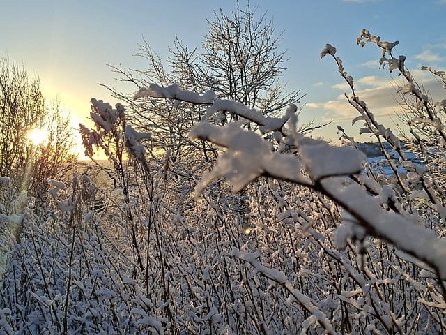 Free Winter Trees photo and picture
