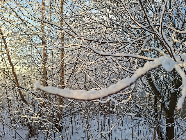 Free Christmas Snow photo and picture