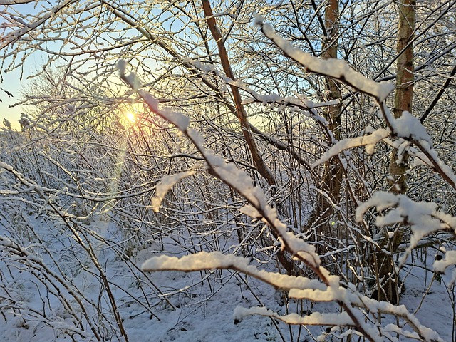 Free Tree Winter photo and picture