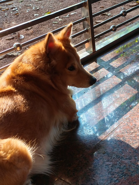 Hund, Haustier, Tier, Hund, Paria