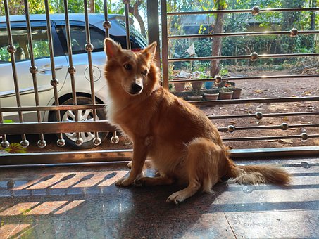 Hund, Haustier, Tiere, Hund, Pelz