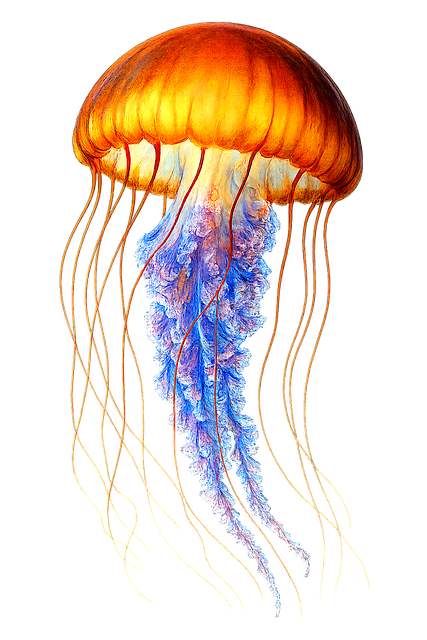 Free jellyfish ocean prehistoric illustration