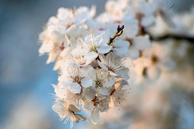 Download free HD stock image of Spring Flower Background Free Spring Flower Background photo and picture