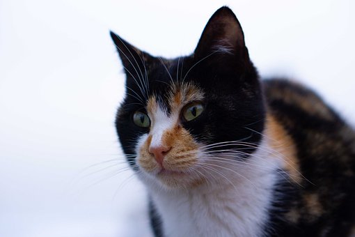 Free Cat Animal photo and picture