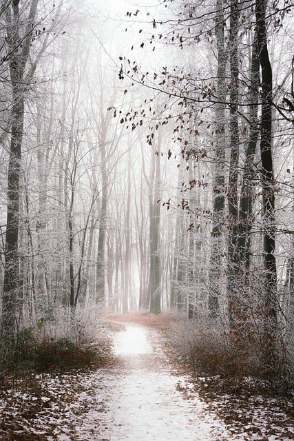 Free Winter Forest Path photo and picture