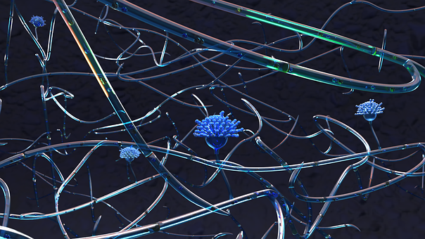 Free Fungus Hyphae photo and picture