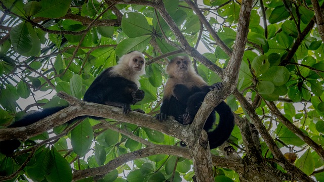 Free Monkey Nature photo and picture