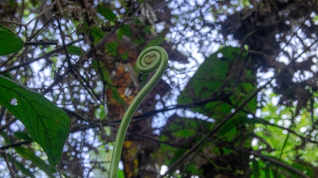 Free Spiral Nature photo and picture