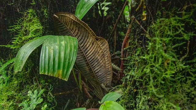 Free Banana Leaves Banana photo and picture